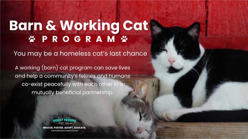The working cats program may help give a cat a second chance at life.