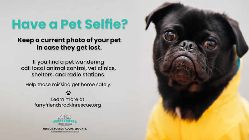 Make sure to take a pet selfie of your pets.